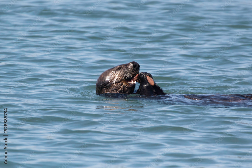 Fototapeta premium A sea otter eating a snack