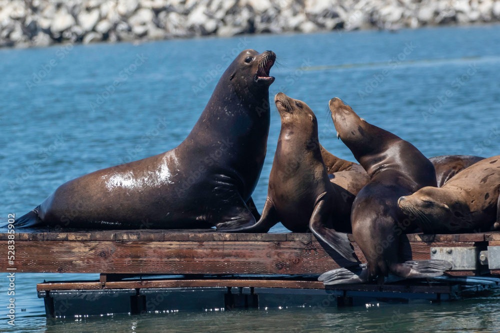 Fototapeta premium Sea Lion on a Moss Landing dock