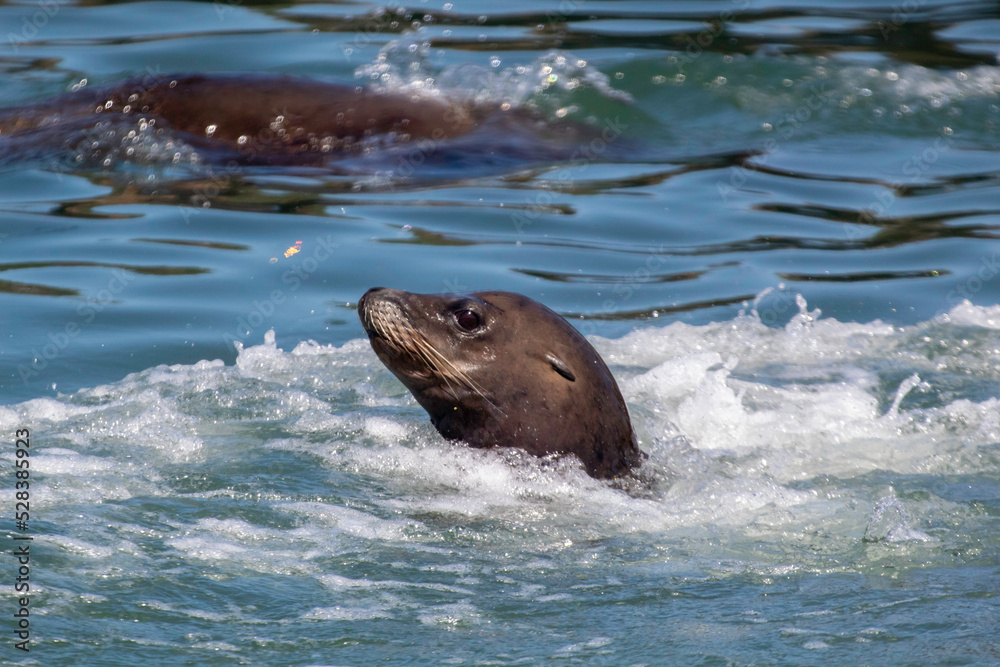 Fototapeta premium Sea Lion on a Moss Landing dock
