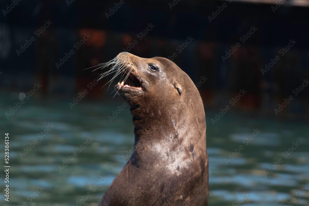 Fototapeta premium Sea Lion on a Moss Landing dock