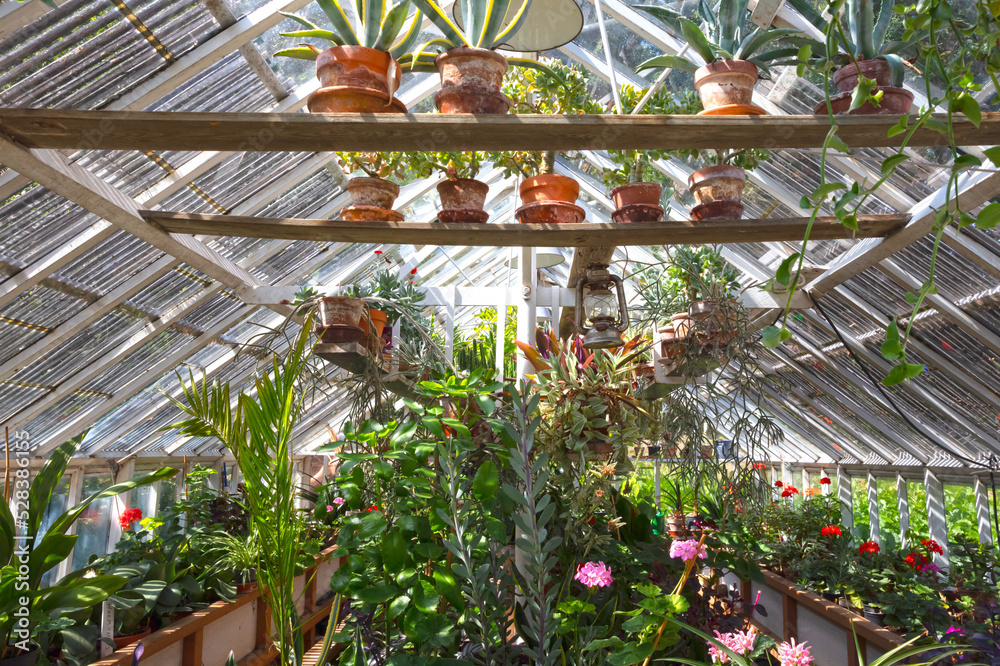 Old greenhouse filled with different species of plants