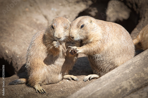 Pair of Prairie Dogs (Cynomys) exchanging loving effusions and appearing to be kissing