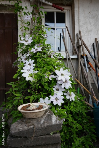 Foto White Asian virgins bower (Clematis florida) blooming near the entrance of a hou