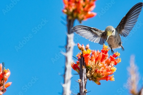 Closeup view of a hummingbird flying near an ocotillo plant in blue sky background photo