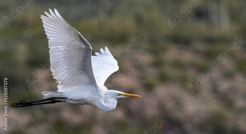 White egret with long legs flying in the air in a forest in a blurred background photo