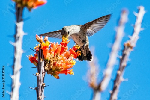 Closeup view of a hummingbird flying near an ocotillo plant in blue sky background photo