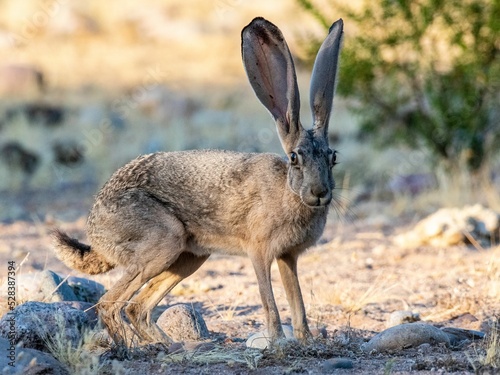 Brown black-tailed jackrabbit in a rural area in Arizona on a sunny day photo