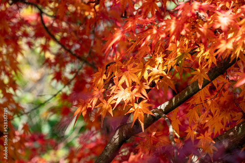 Maple leaves are start to turn red in JAPAN.