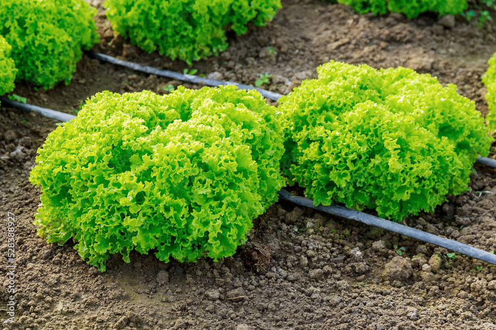 Lettuce leaves grow in rows under drip irrigation. Lettuce leaves grow in rows under drip irrigation.