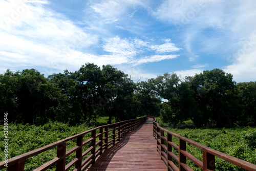 Red wooden bridge walkway leading straight out of the mangrove forest. Under the blue sky and white clouds. At Phra Chedi Klang Nam, Pak Nam, Rayong, Thailand. © thongchainak
