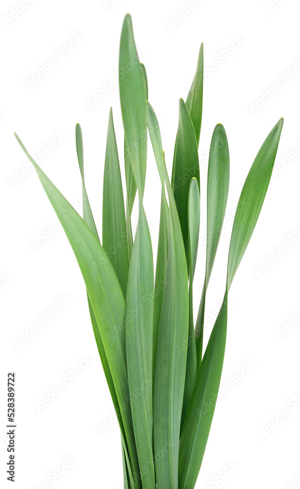 Obraz premium Green grass leaves.