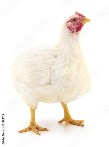 white hen isolated. © olhastock