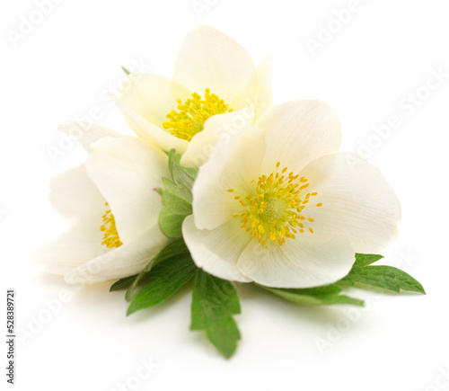 Three white flowers.