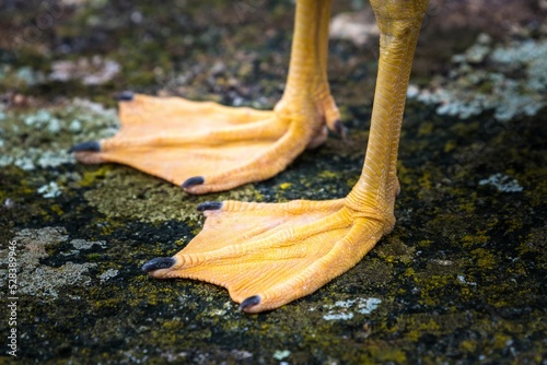 Closeup of a waterfowl's webbed feet photo