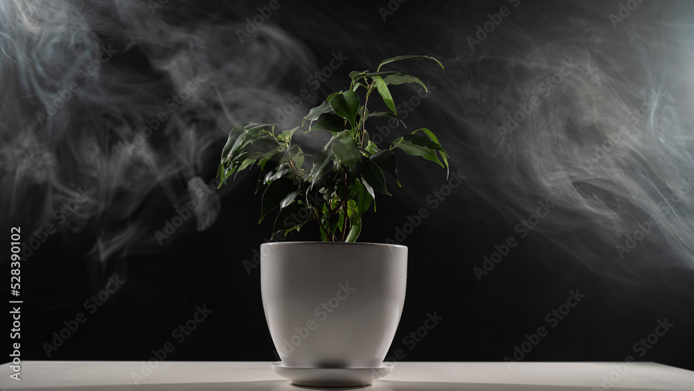 Smoke on a ficus in a pot on a black background. Smoke on a ficus in a pot on a black background.