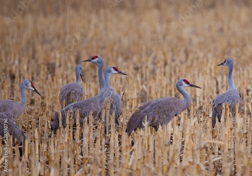 Group of sandhill cranes (Antigone canadensis) in a corn field in Nebraska photo