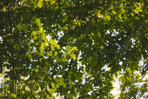 Tree leaves in forest near Csesznek, Hungary in the Bakony with sunlight shining through photo