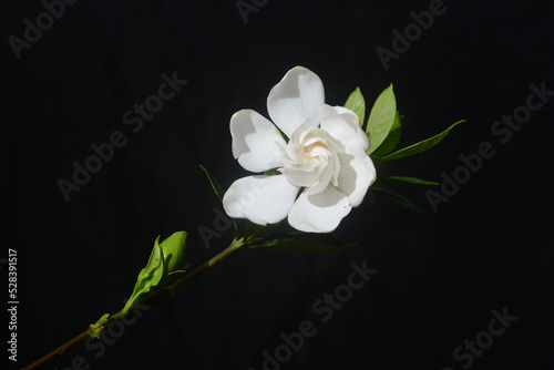 white gardenia with leaf isolated on black background