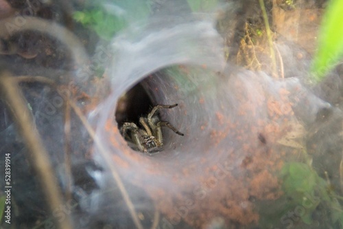 Selective focus of an agelena labyrinthica spider coming out of a web photo