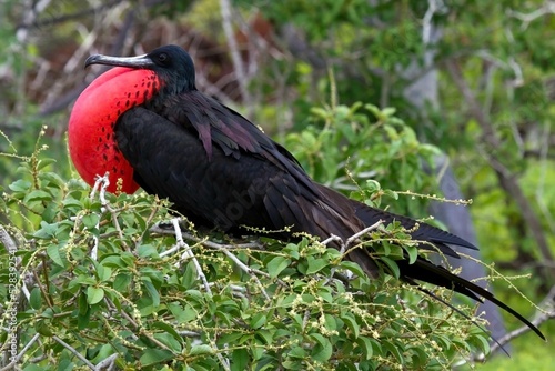 Closeup side view of a frigatebird with black plumage, a long bill, red mark on a green tree