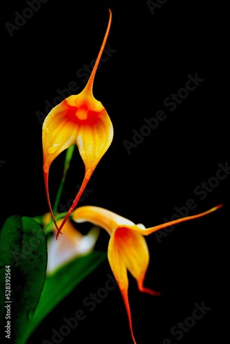 Vertical macro shot of a Veitch's masdevallia flower with a black background photo