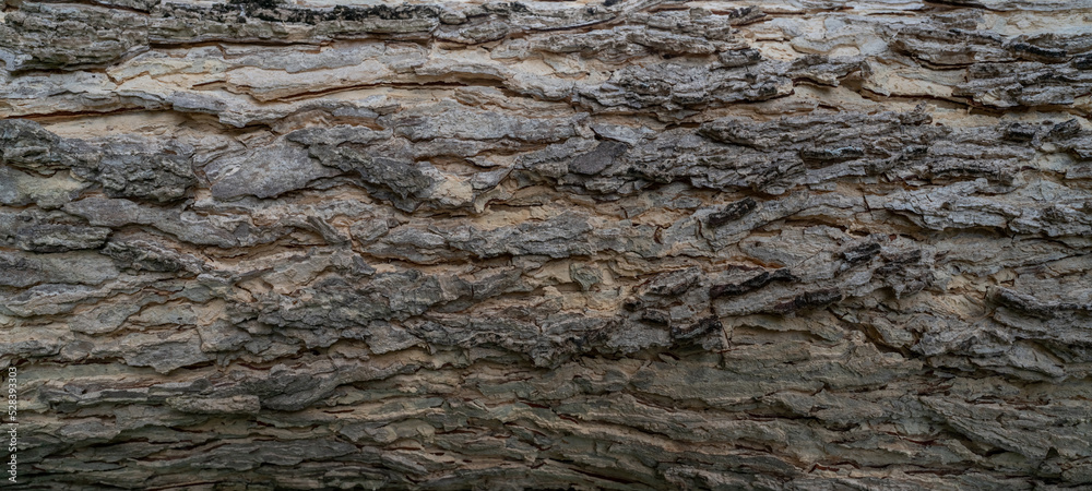 Full frame tree bark texture background. Gray wood skin abstract background. Pattern of natural tree bark texture. Rough surface of trunk. Nature background. Carbon neutral concept. Bark of rain tree. Full frame tree bark texture background. Gray wood skin abstract background. Pattern of natural tree bark texture. Rough surface of trunk. Nature background. Carbon neutral concept. Bark of rain tree.