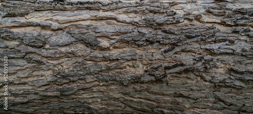 Full frame tree bark texture background. Gray wood skin abstract background. Pattern of natural tree bark texture. Rough surface of trunk. Nature background. Carbon neutral concept. Bark of rain tree.