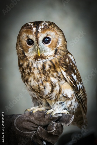 Serious tawny owl (Strix aluco) in closeup on a grey background