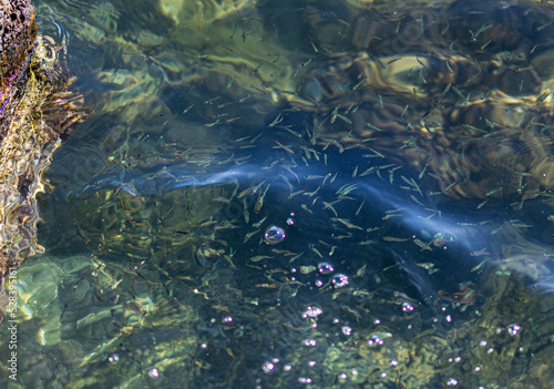 minnows in crystal clear water