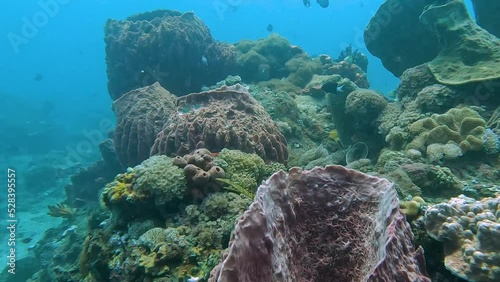 Underwater scuba diving paradise of stunning shoals of colourful tropical fishes, healthy coral reefs and giant barrel sponges in the Coral Triangle of Timor Leste, Southeast Asia photo