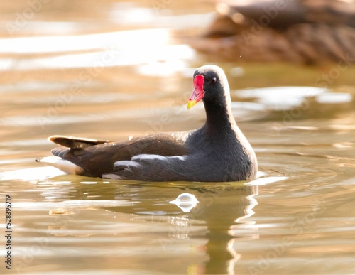 American gallinule enjoying the lake on a sunny day photo