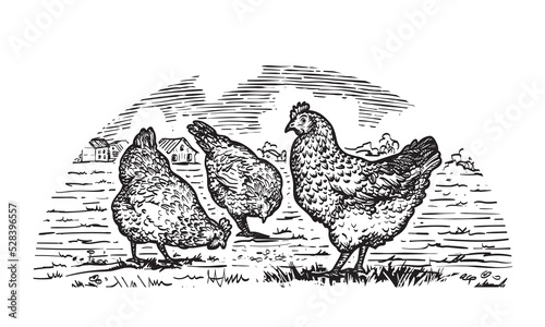 Engraved hens on the grass in farmland. Hand drawn vector illustration