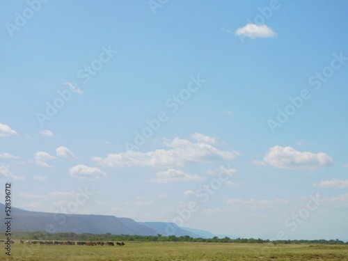 Photography Beautiful scenery of a large green field under a clear blue sky with small cloud