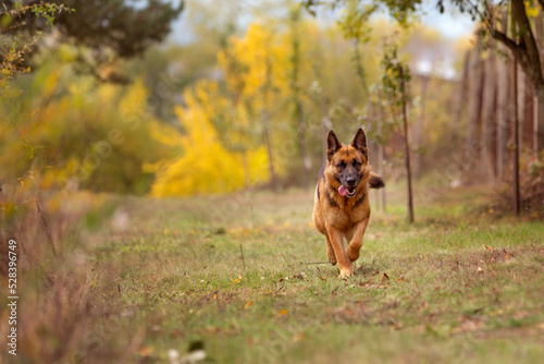 Young german shepherd dog running