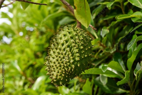 Closeup of a soursop or graviola growing on a tree photo