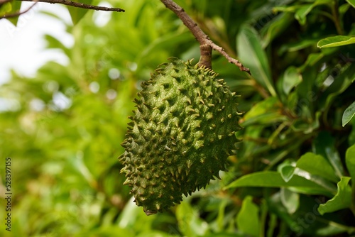 Closeup of a soursop or graviola growing on a tree