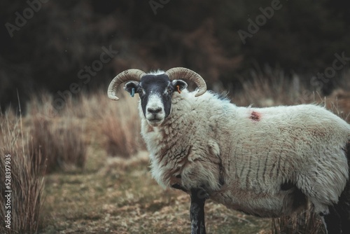 Selective of a Boreray sheep in a field photo