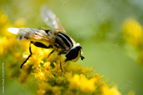 Close-up shot of a Helophilus pendulus pollinating a yellow flower in spring on blurry background photo