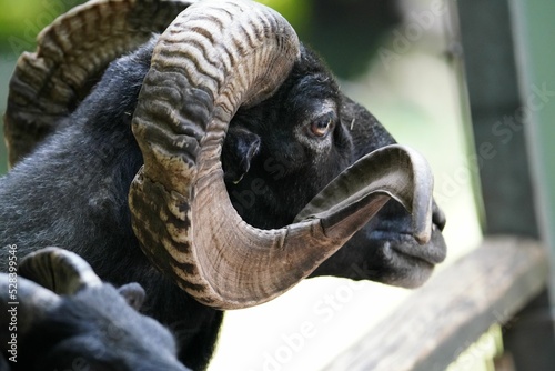 Close-up portrait of a black Hebridean sheep from behind photo