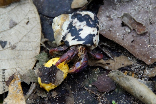 Top view of Hermit Crab with unique shell by dry fallen leaves photo