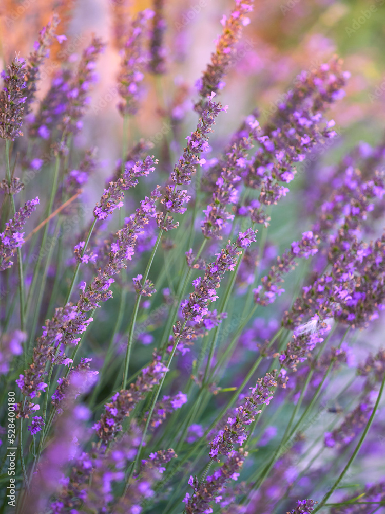 Naklejka premium Lavender flower field, blooming purple fragrant lavender flowers. Growing lavender swaying in the wind over the sunset sky, harvest, perfume ingredient, aromatherapy. Lavender field, perfume ingredien