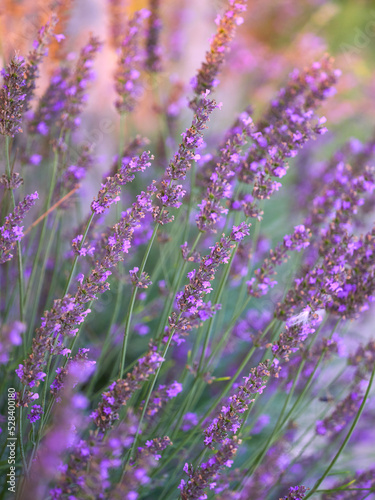 Lavender flower field, blooming purple fragrant lavender flowers. Growing lavender swaying in the wind over the sunset sky, harvest, perfume ingredient, aromatherapy. Lavender field, perfume ingredien
