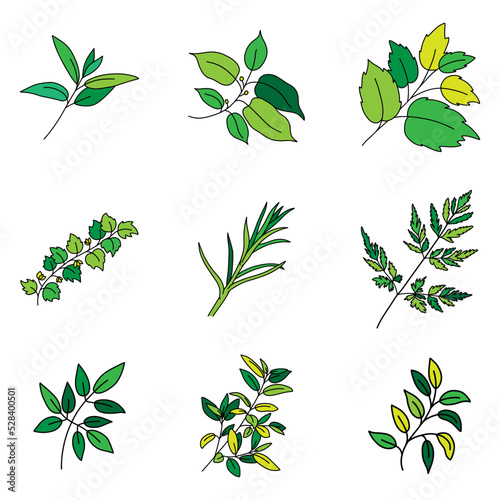Set of branch with leaves and herbs  isolated on a white background. Hand drawn vector illustration. 