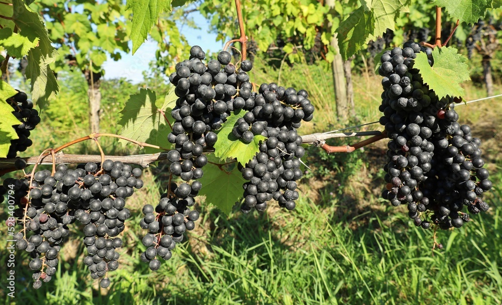 Black skinned Refosco Dal Peduncolo Rosso grapes hanging on vine. It's a native  vine from Friuli and Veneto regions in Italy