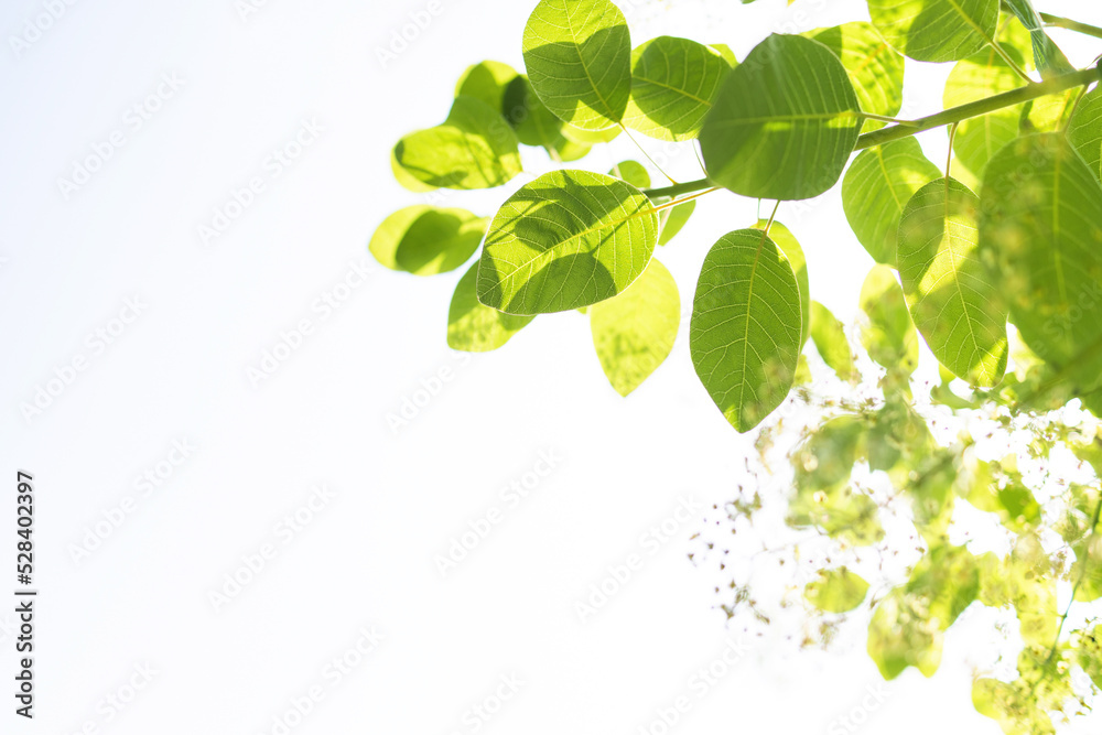 Obraz premium Upward glance to sun rays shines through green trees with white sky. Scattered sunlight through green leaves. Sunny summer nature background. Japanese Komorebi concept. Isolated branch, copy space