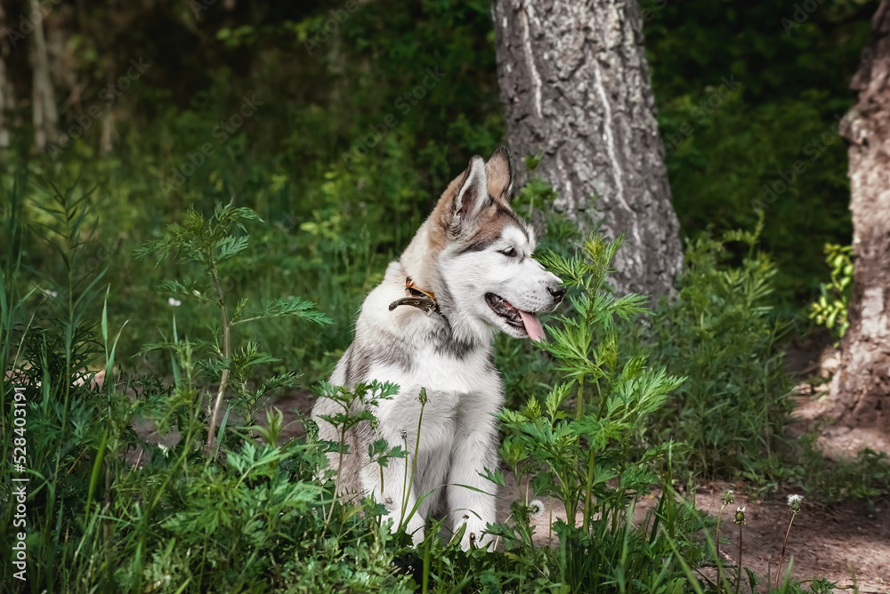 a malamute puppy sits in the forest and looks away on a walk