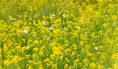 lots of white butterflies on yellow flowers on a beautiful warm summer day. selective focus