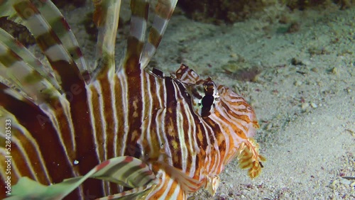 A colorful Common Lionfish (Pterois volitans) lies on the bottom, slowly moving its fins and rolling its eyes, portrait. photo