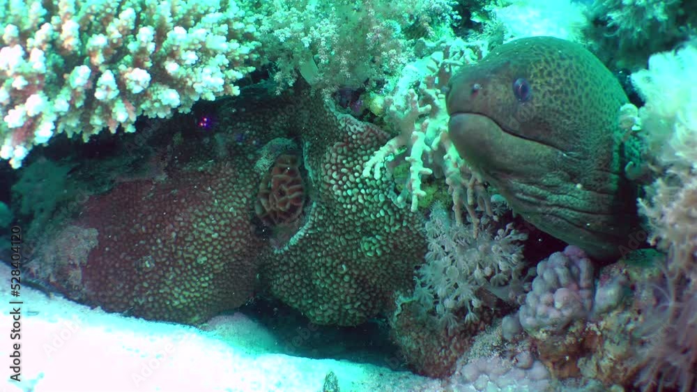 Giant moray (Gymnothorax javanicus) pulls its head into a coral crevice, close-up. Giant moray (Gymnothorax javanicus) pulls its head into a coral crevice, close-up.