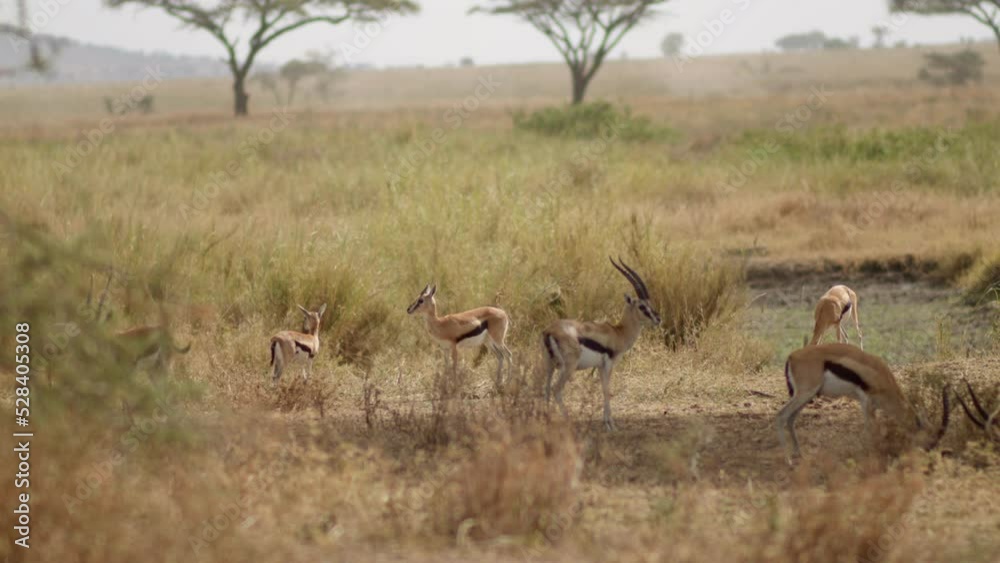 A small herd of Thomson's Gazelles cautiously graze in the Serengeti, alert for any signs of predators. A small herd of Thomson's Gazelles cautiously graze in the Serengeti, alert for any signs of predators.